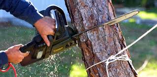 Best Stump Grinding and Removal  in Weyauwega, WI