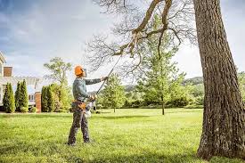 How Our Tree Care Process Works  in  Weyauwega, WI