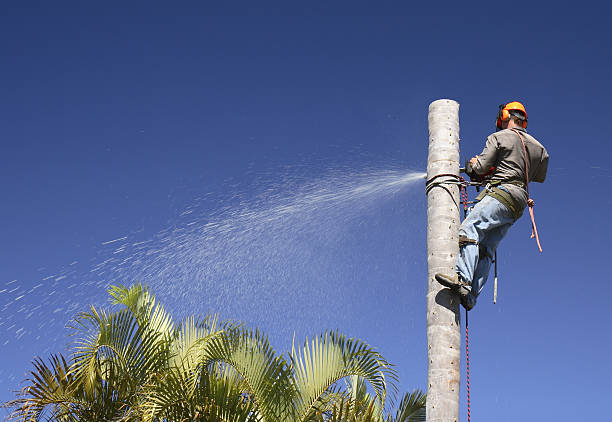 Tree and Shrub Care in Weyauwega, WI