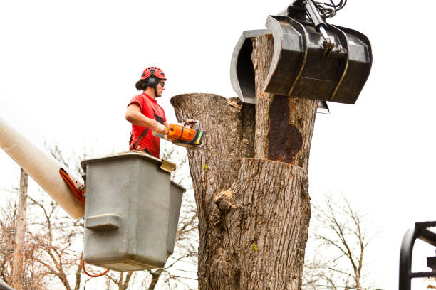 Professional Tree Care in Weyauwega, WI